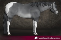 Horse Color:Brown Chinchilla Tobiano 