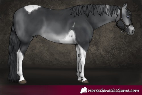 Horse Color:Brown Chinchilla Tobiano 