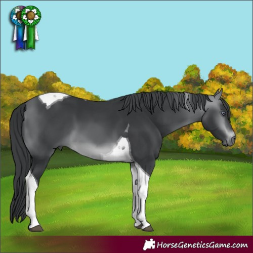 Horse Color:Brown Chinchilla Tobiano