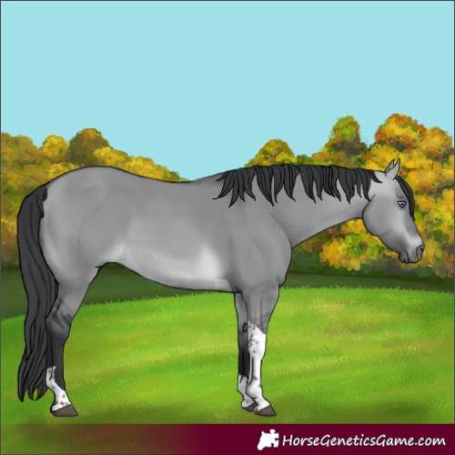 Horse Color:Brown Chinchilla Dun Tobiano 