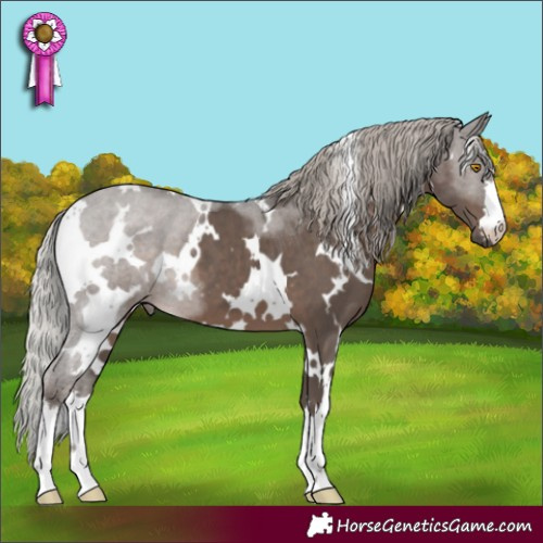 Horse Color:White Spotted Silver Black 