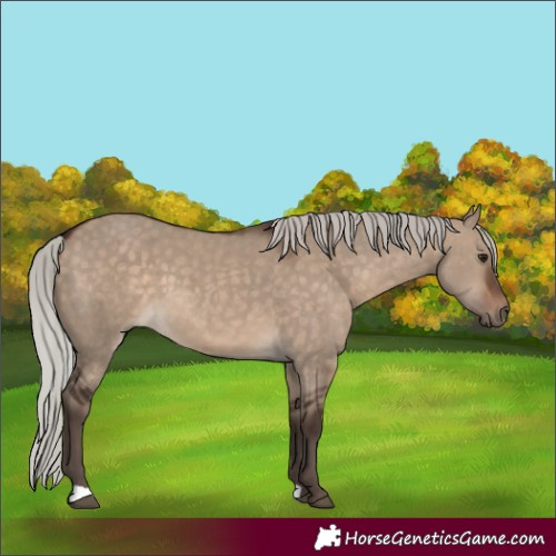 Horse Color:Silver Brown Dun