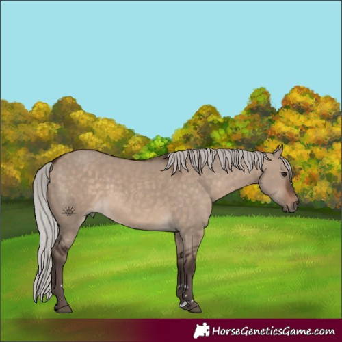 Horse Color:Silver Brown Dun 