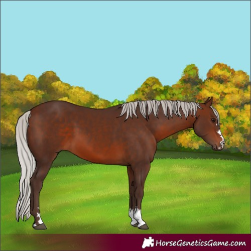 Horse Color:Silver Brown