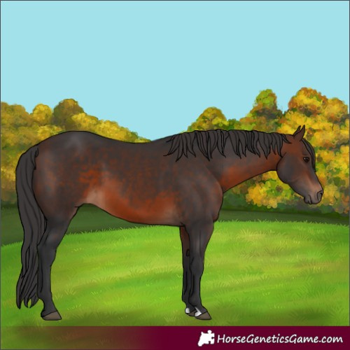 Horse Color:Brown 