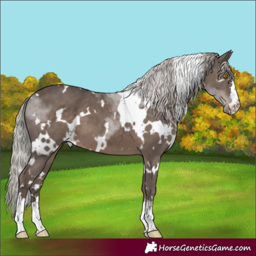 Horse Color:White Spotted Silver Black 