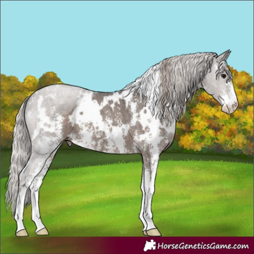 Horse Color:White Spotted Silver Black Sabino 