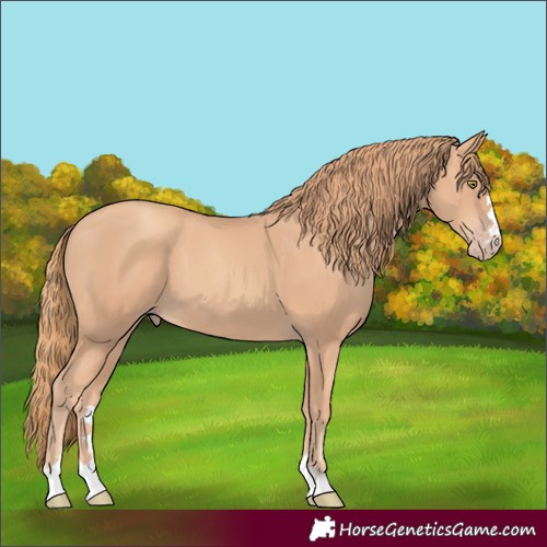 Horse Color:Gold Champagne