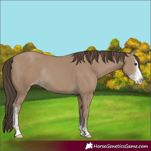 Horse Color:Classic Champagne Sabino Rabicano 