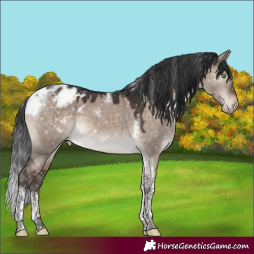 Horse Color:Brown Dun Mushroom Tobiano Appaloosa