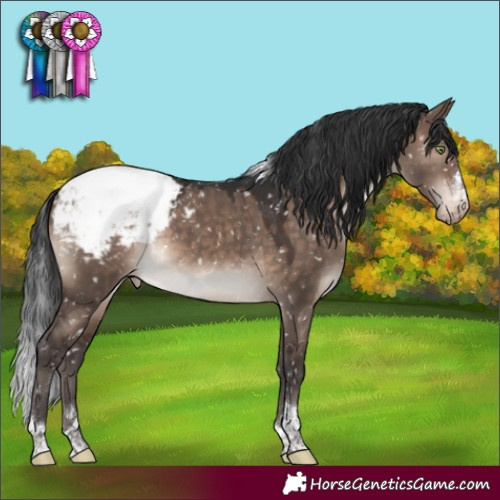 Horse Color:Brown Dun Mushroom Tobiano Appaloosa 
