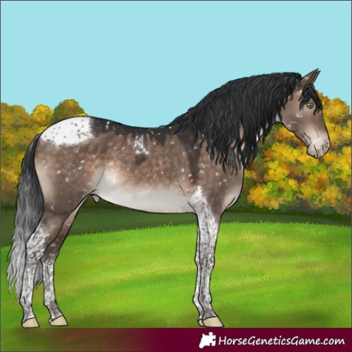 Horse Color:Brown Dun Mushroom Tobiano Appaloosa 
