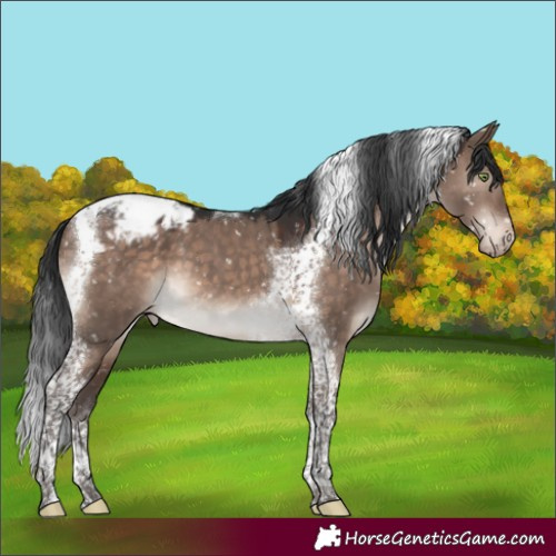 Horse Color:Brown Dun Mushroom Tobiano Appaloosa