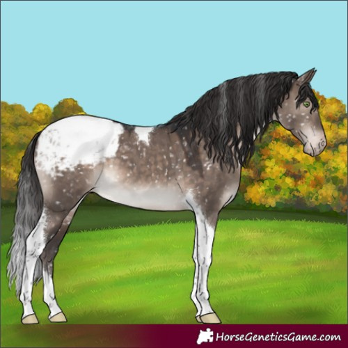 Horse Color:Brown Dun Mushroom Tobiano Appaloosa
