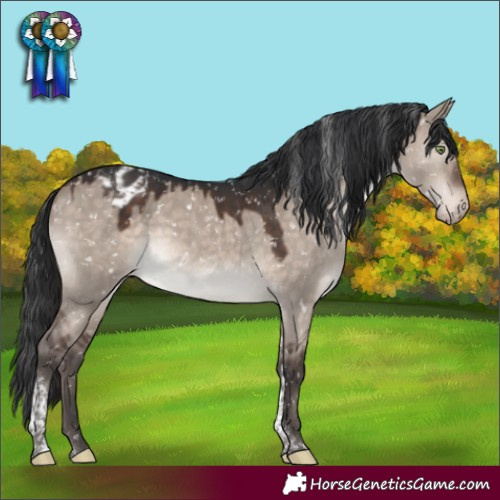 Horse Color:Brown Dun Mushroom Tobiano Appaloosa 