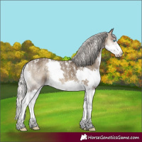 Horse Color:Powder White Silver Smoky Blue Onyx Splash 