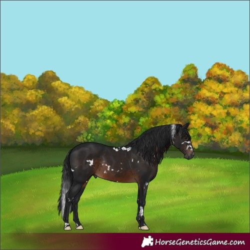 Horse Color:Gray White Spotted Brown Rabicano