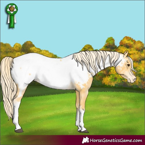 Horse Color:Palomino Tobiano Appaloosa Rabicano
