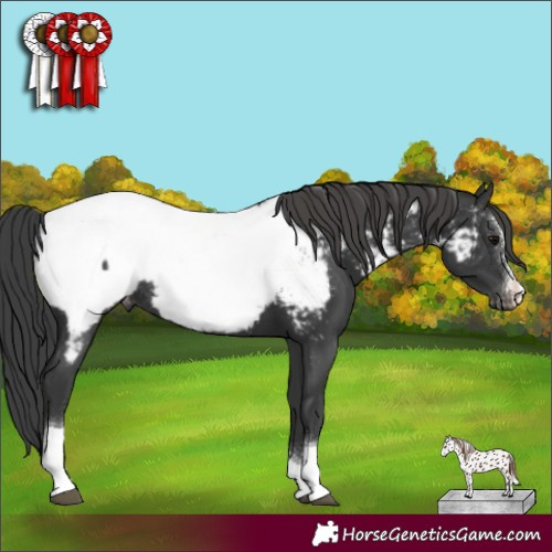 Horse Color:Black Sabino Tobiano Appaloosa Rabicano