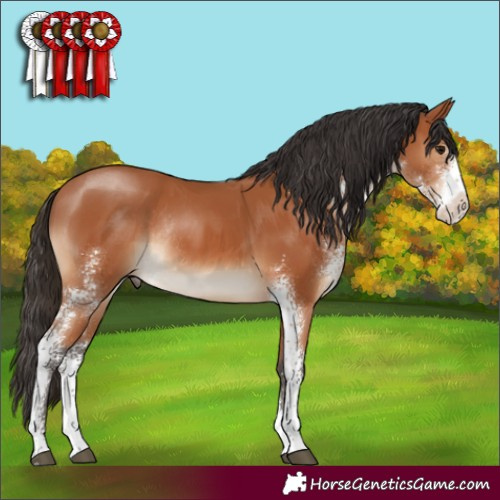 Horse Color:Bay Sabino Rabicano