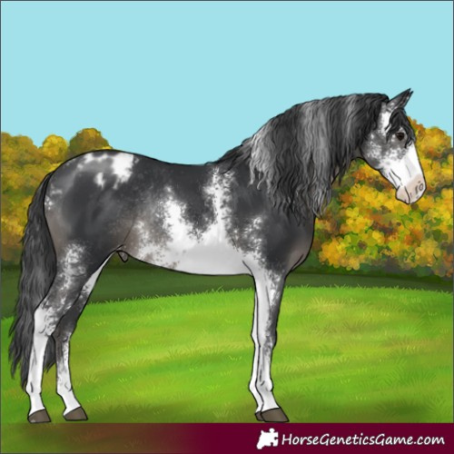 Horse Color:Black Sabino Appaloosa Rabicano 