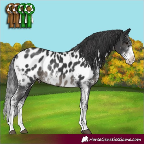 Horse Color:Black Sabino Appaloosa Rabicano