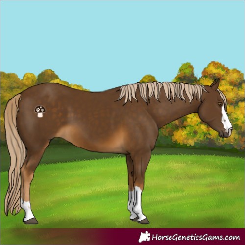 Horse Color:Chocolate Palomino 