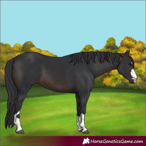 Horse Color:Brown 