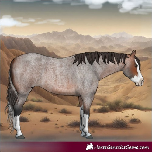 Horse Color:Bay Roan Splash 
