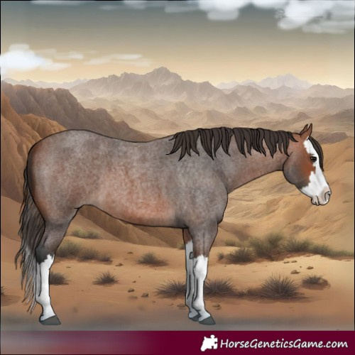 Horse Color:Bay Roan Splash 