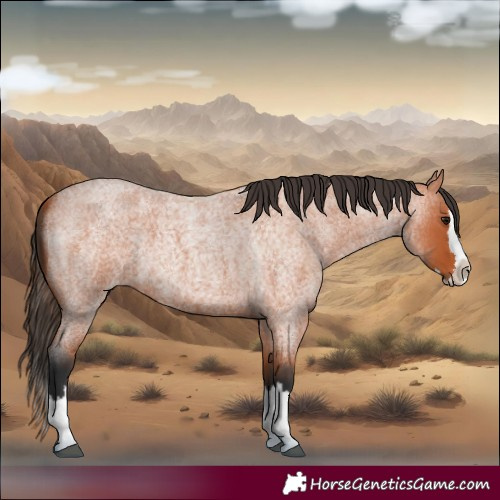 Horse Color:Bay Roan Splash 
