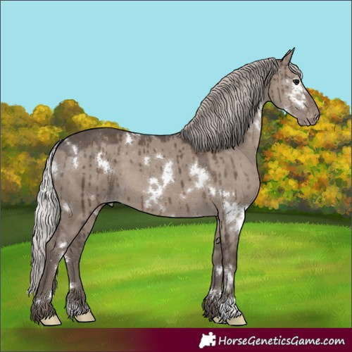 Horse Color:White Spotted Silver Grullo Appaloosa Brindle