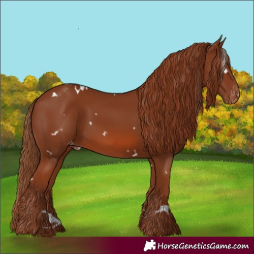 Horse Color:White Spotted Chestnut Appaloosa