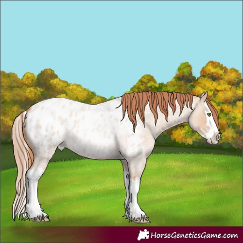 Horse Color:Gold Champagne Roan Dun Splash Appaloosa