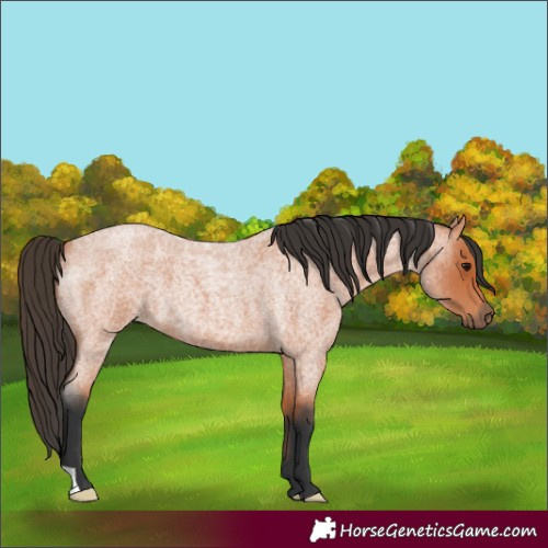 Horse Color:Bay Roan 