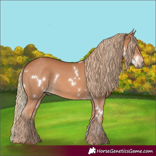 Horse Color:White Spotted Chestnut Rabicano