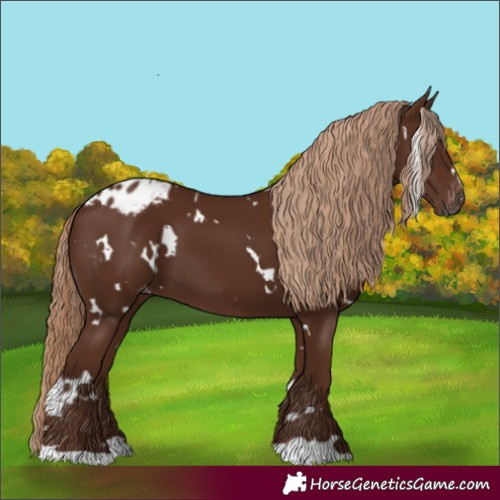 Horse Color:Gray White Spotted Chestnut Appaloosa