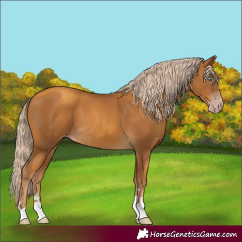 Horse Color:Gray Gold Cream Champagne