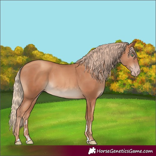 Horse Color:Gold Champagne