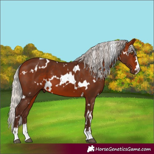 Horse Color:White Spotted Silver Bay 
