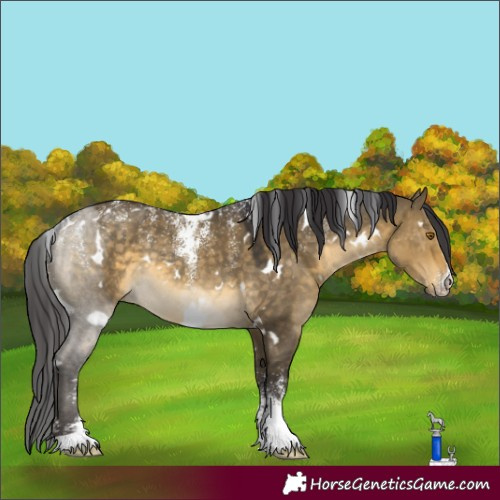Horse Color:Powder White White Spotted Buckskin Dun Rabicano 