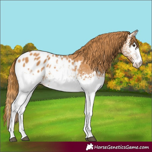 Horse Color:White Spotted Chestnut Appaloosa 