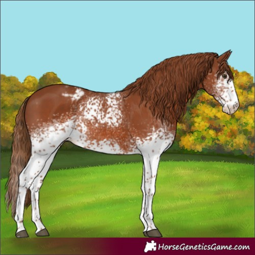 Horse Color:White Spotted Chestnut Skewed Appaloosa 