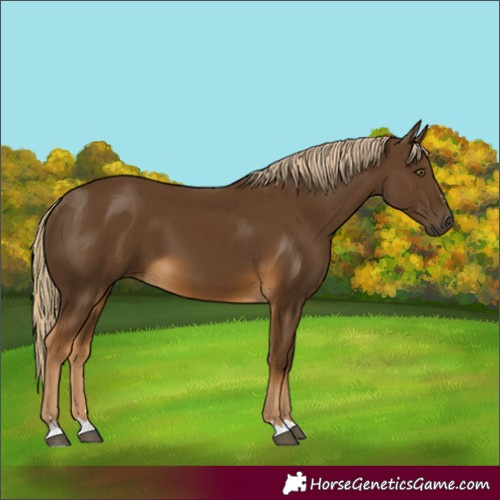Horse Color:Chocolate Palomino 