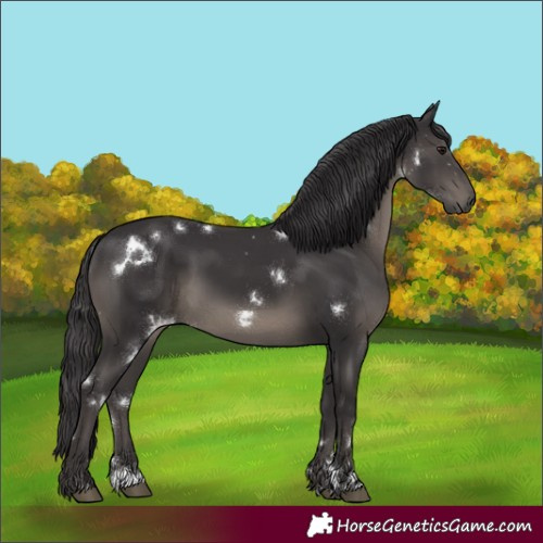 Horse Color:White Spotted Smoky Black 