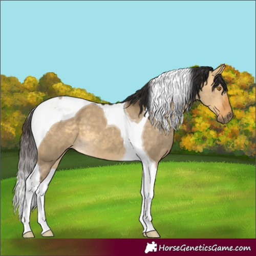 Horse Color:Buckskin Dun Tobiano 