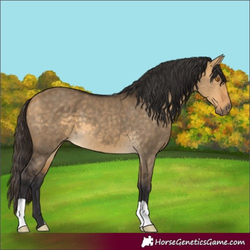 Horse Color:Buckskin Dun 