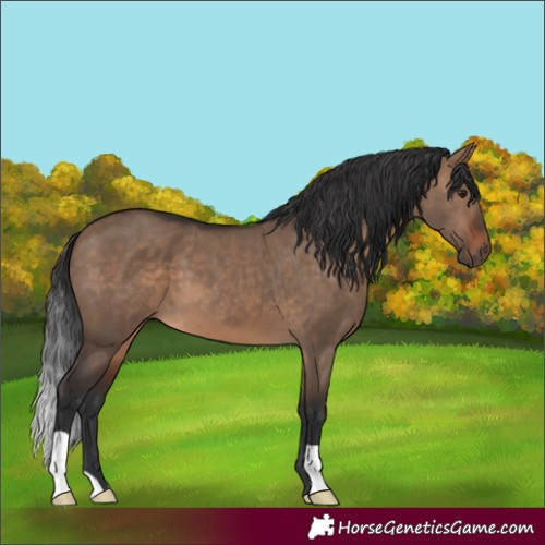 Horse Color:Brown Dun