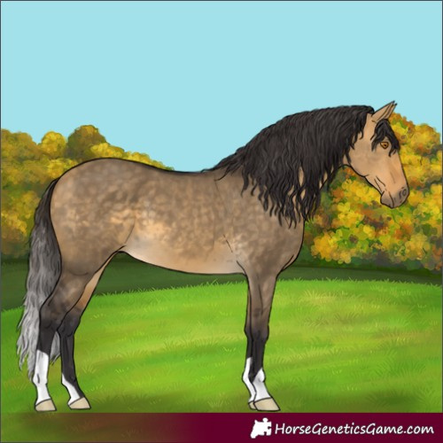 Horse Color:Buckskin Dun