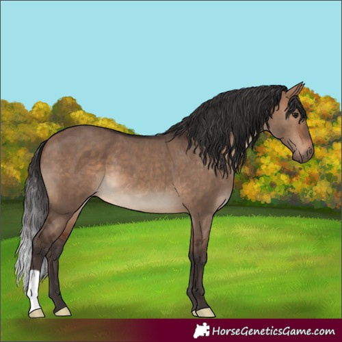 Horse Color:Bay Dun